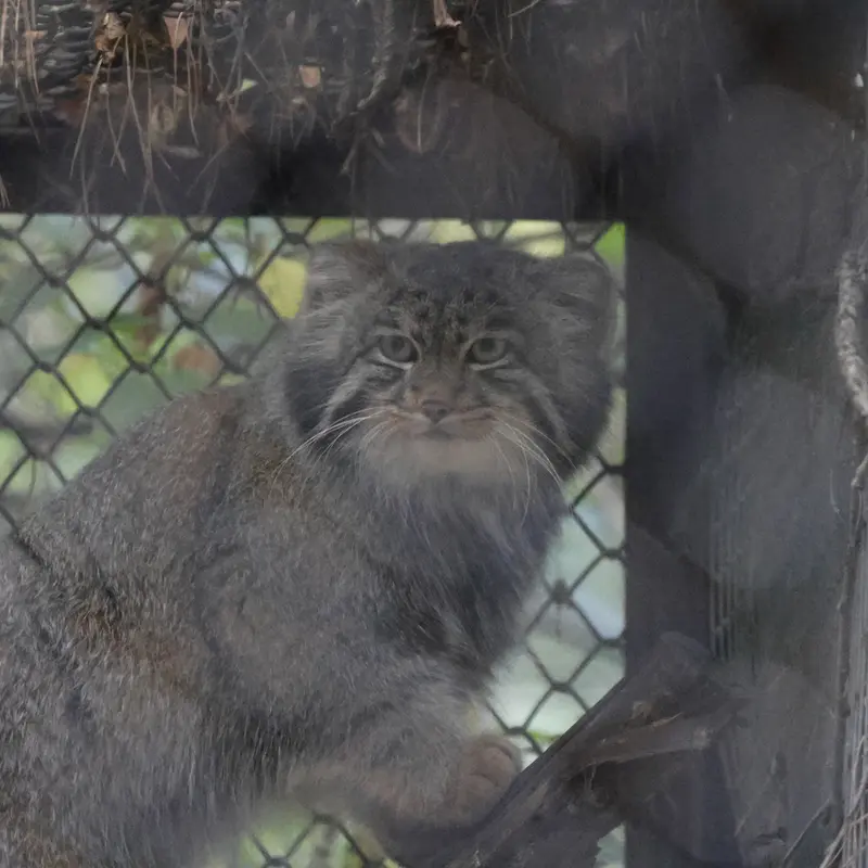A photograph of Grey in Novosibirsk Zoo