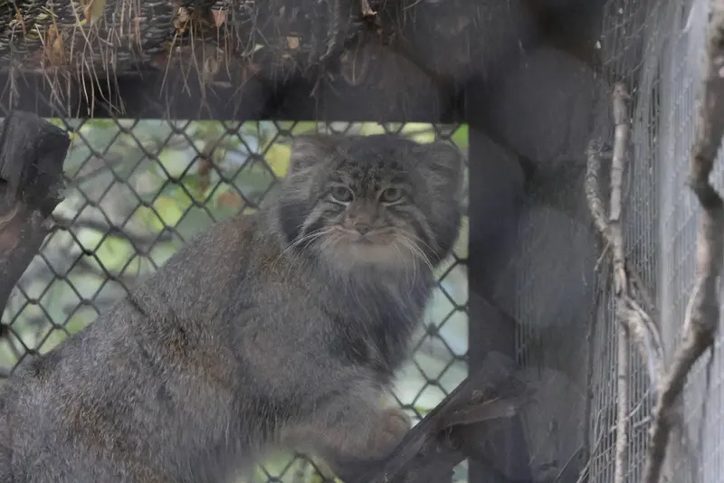A photograph of Grey in Novosibirsk Zoo