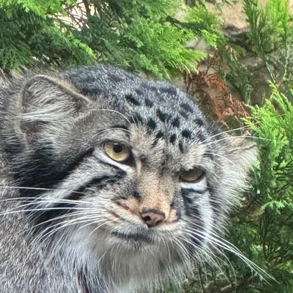 A photograph of Nagomu in Nasu Animal Kingdom