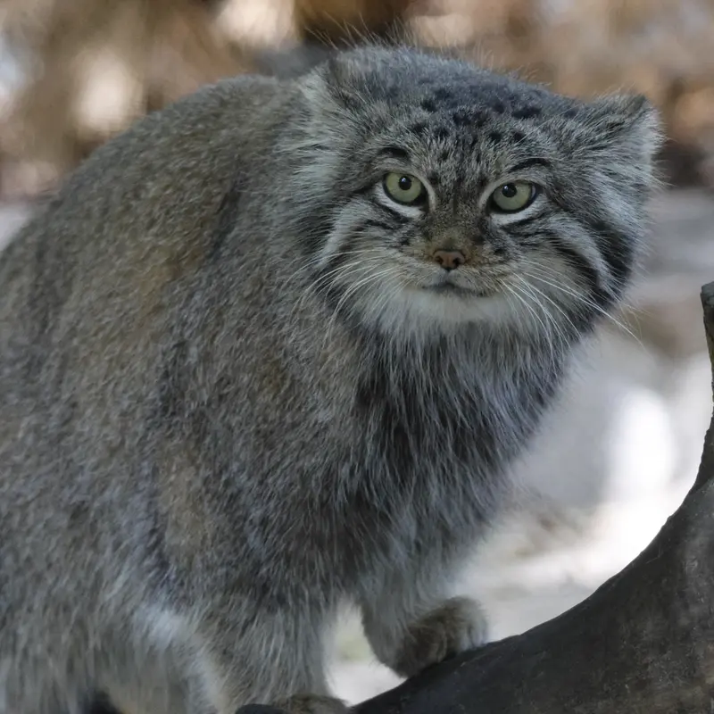 A photograph of Snezhinka in Novosibirsk Zoo