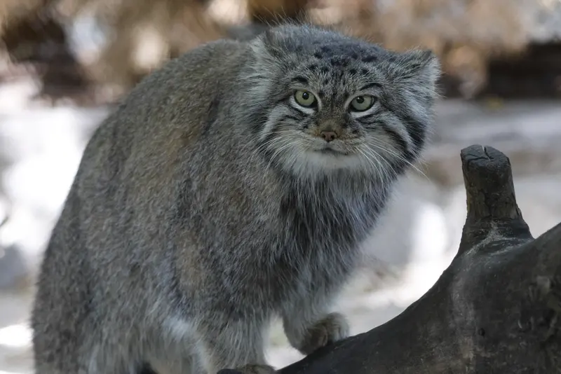 A photograph of Snezhinka in Novosibirsk Zoo