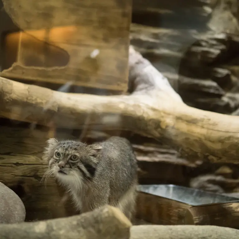 A photograph of Klyon in Ueno Zoological Gardens
