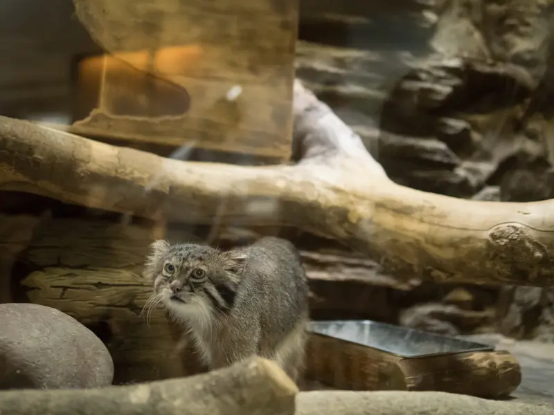 A photograph of Klyon in Ueno Zoological Gardens
