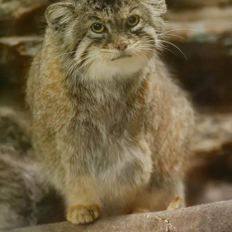 A photograph of Primula in Ueno Zoological Gardens