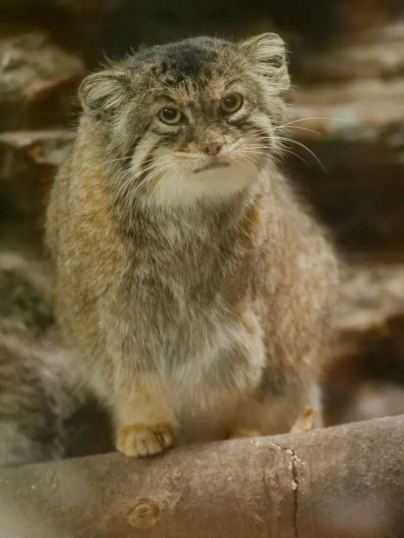 A photograph of Primula in Ueno Zoological Gardens