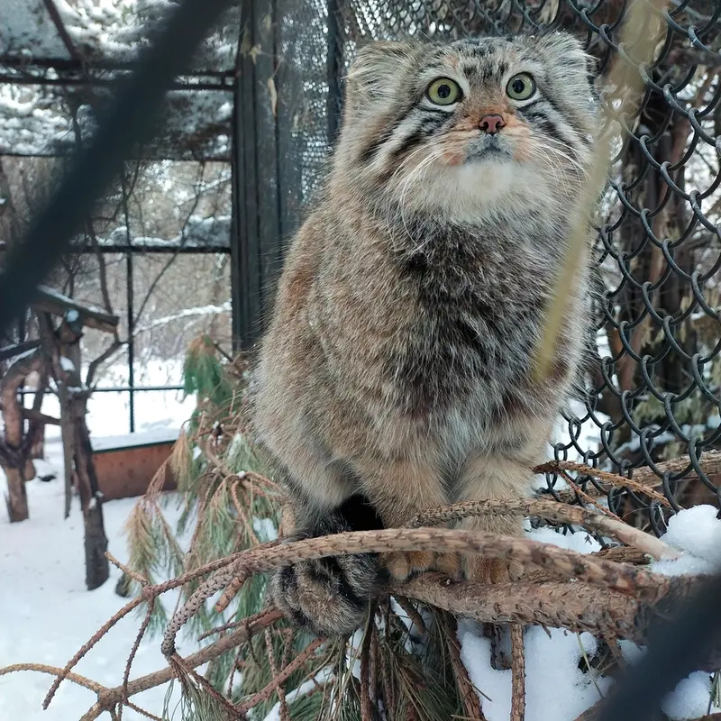 A photograph of Sychik in Novosibirsk Zoo