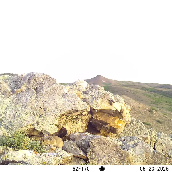 A photograph of Pika from Besshoky 1 camera trap
