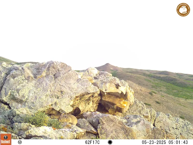 A photograph of Pika from Besshoky 1 camera trap