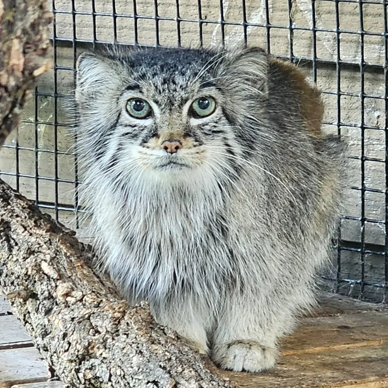 A photograph of Nozomi in Miller Park Zoo
