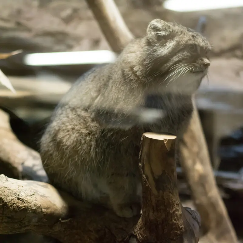 A photograph of Klyon in Ueno Zoological Gardens