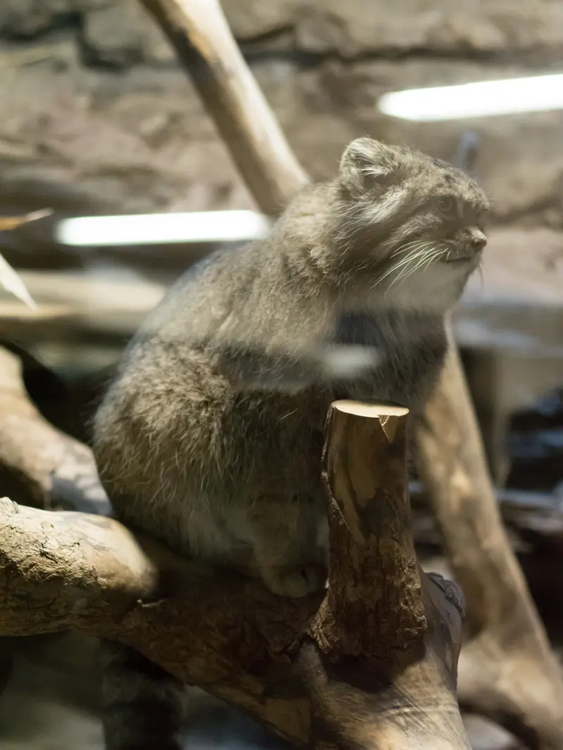 A photograph of Klyon in Ueno Zoological Gardens