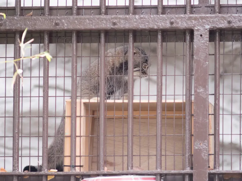 A photograph of Figa in Nogeyama Zoo