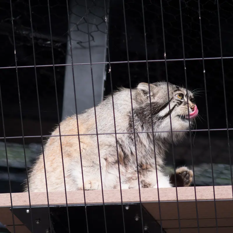 A photograph of Grusha in Asahiyama Zoo
