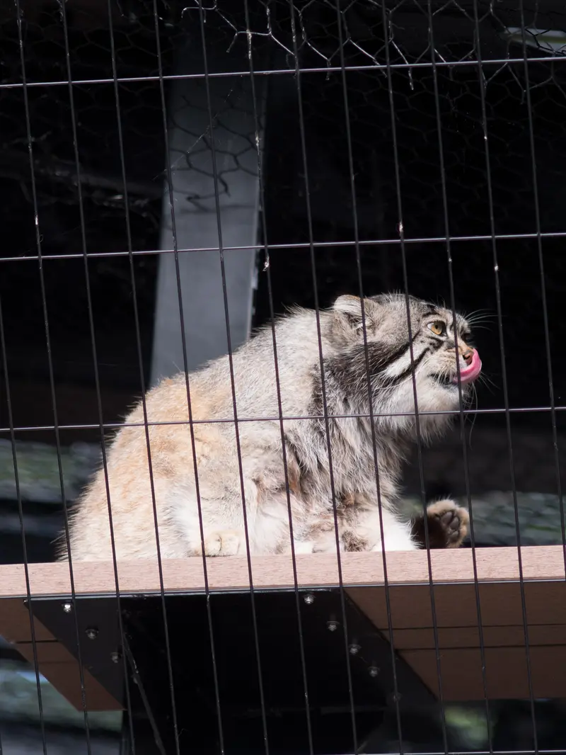 A photograph of Grusha in Asahiyama Zoo