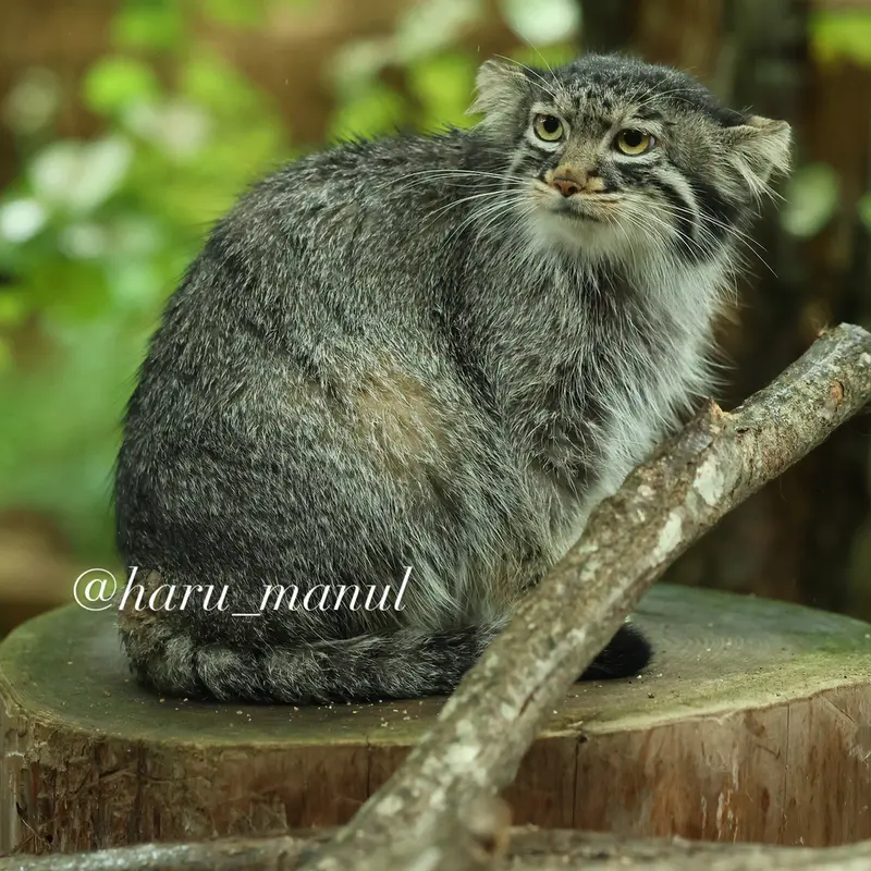 A photograph of Abrikos in Nasu Animal Kingdom