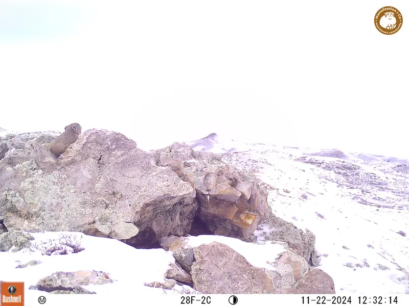 A photograph of Pika from Besshoky 1 camera trap