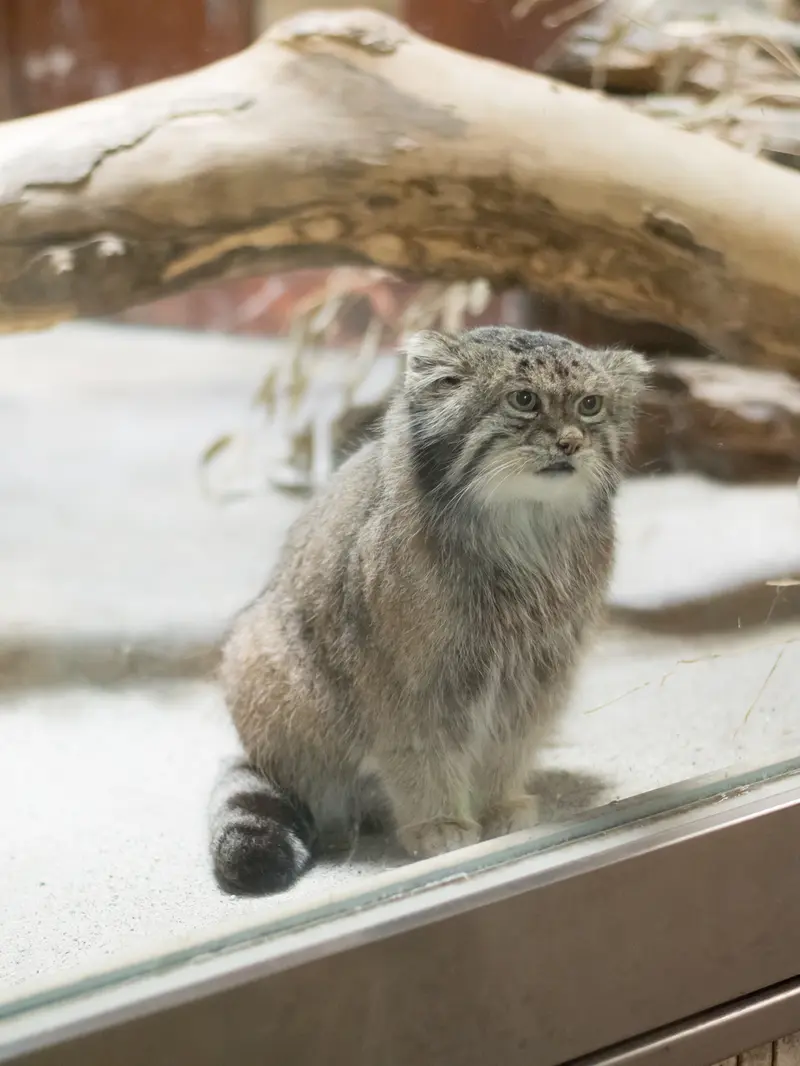 A photograph of Klyon in Ueno Zoological Gardens