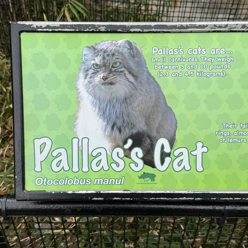A photograph of Ceba in Smithsonian's National Zoo