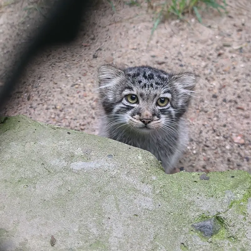 A photograph of a Pallas's cat in Novosibirsk Zoo