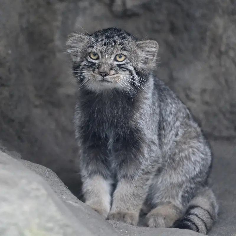 A photograph of Komorebi in Kobe Animal Kingdom