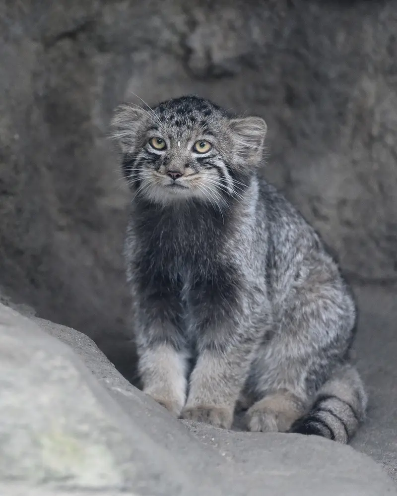 A photograph of Komorebi in Kobe Animal Kingdom