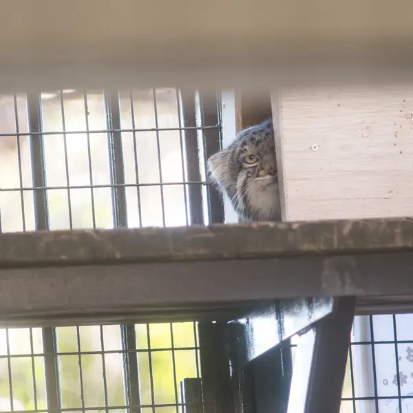 A photograph of Figa in Nogeyama Zoo