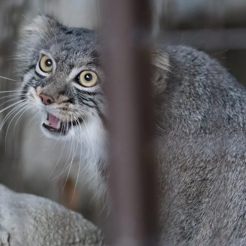 A photograph of Figa in Nogeyama Zoo