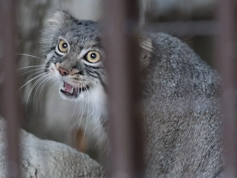 A photograph of Figa in Nogeyama Zoo