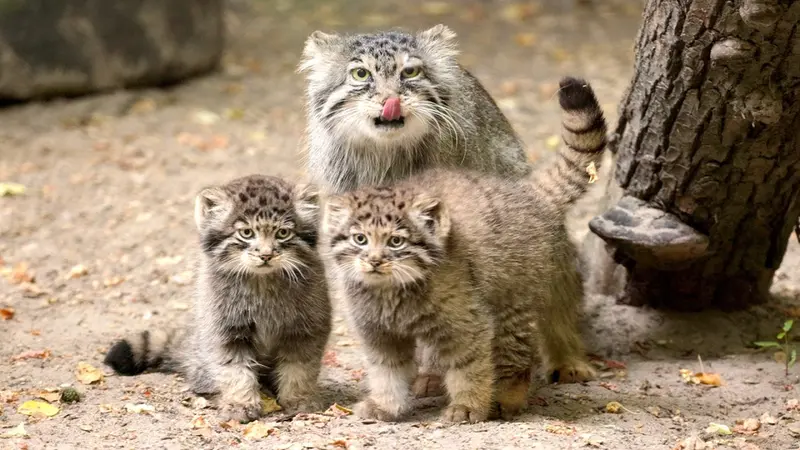 Lolo the Pallas's cat had two kittens! The cutest fluffy troublemakers 😈