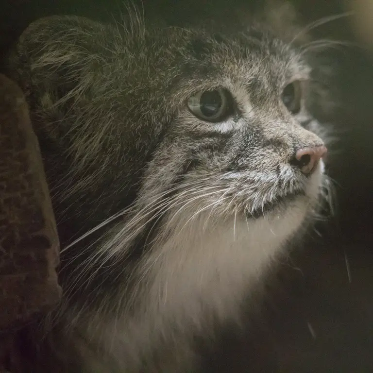 A photograph of Klyon in Ueno Zoological Gardens