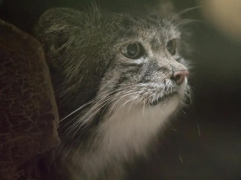 A photograph of Klyon in Ueno Zoological Gardens