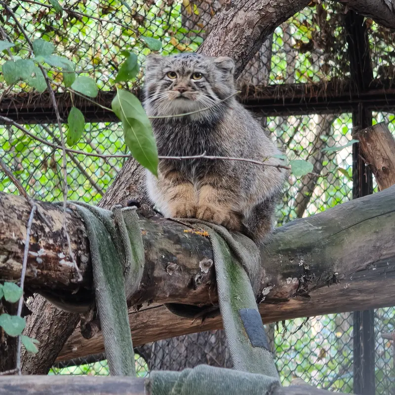 A photograph of a Pallas's cat in Novosibirsk Zoo