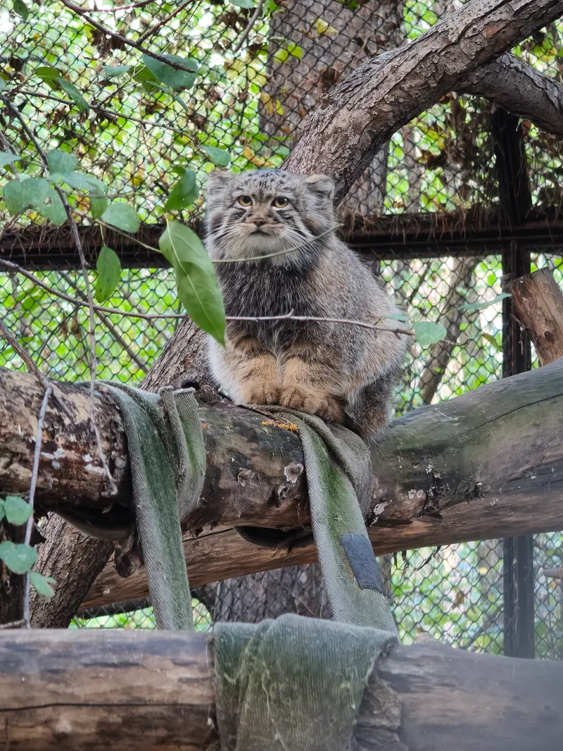 A photograph of a Pallas's cat in Novosibirsk Zoo