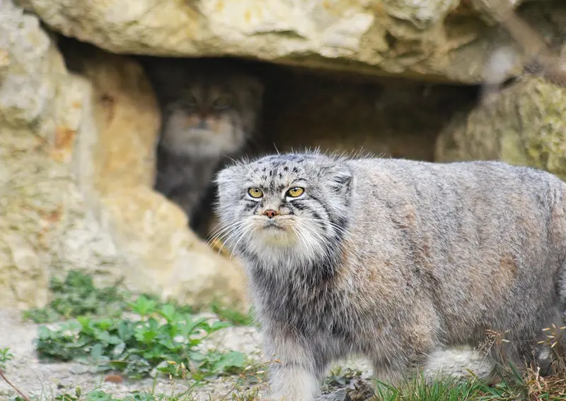 A photograph of Gor-ye and Qara in Port Lympne Wild Animal Park