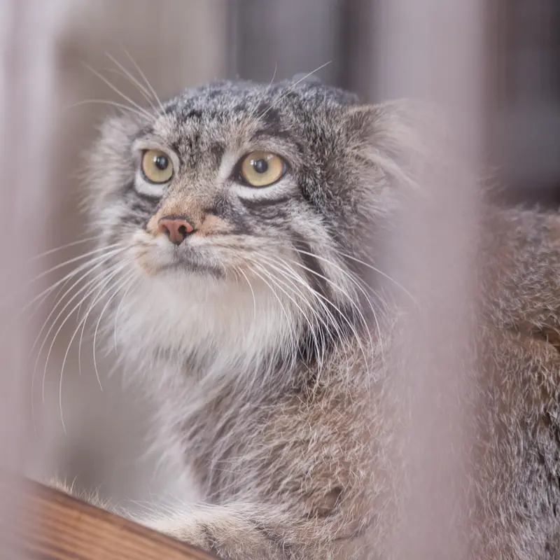 A photograph of Figa in Nogeyama Zoo