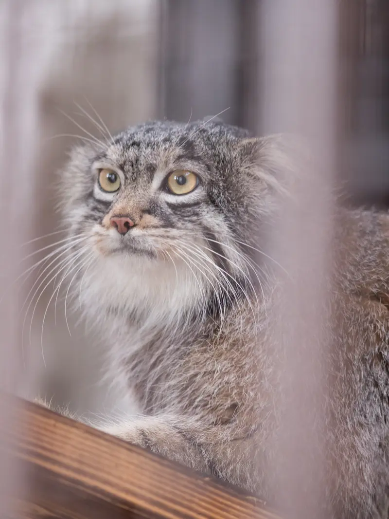 A photograph of Figa in Nogeyama Zoo