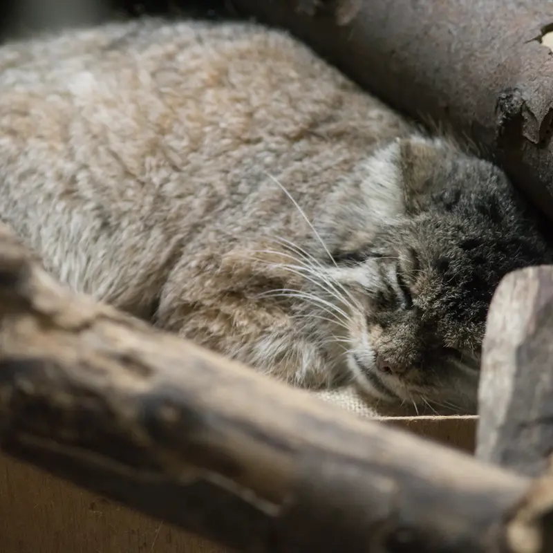 A photograph of Primula in Ueno Zoological Gardens