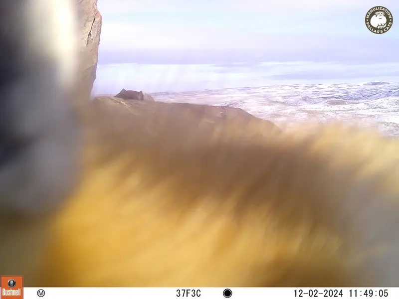 A photograph of Red fox from Koshkar camera trap