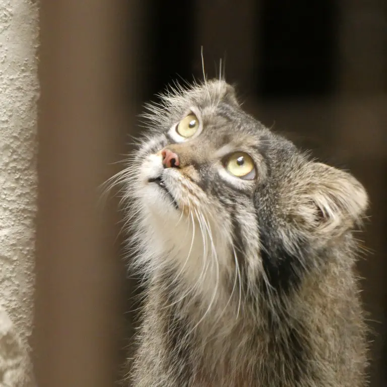 A photograph of Figa in Nogeyama Zoo