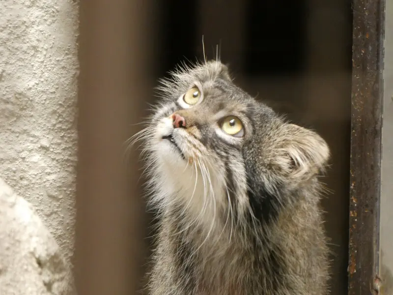 A photograph of Figa in Nogeyama Zoo