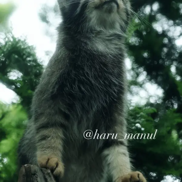 A photograph of Nagomu in Nasu Animal Kingdom