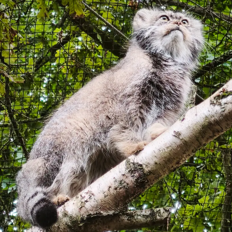 A photograph of Ewok in Tregomeur Zoo