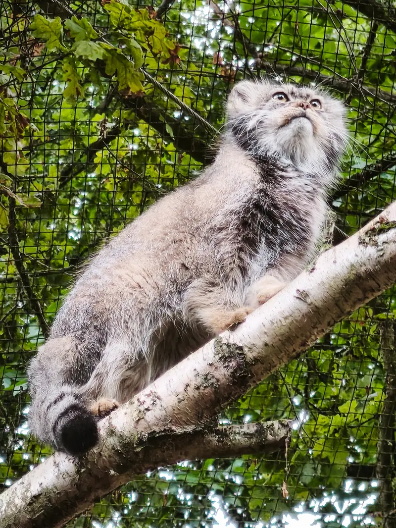 A photograph of Ewok in Tregomeur Zoo