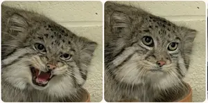 A photograph of a Pallas's cat