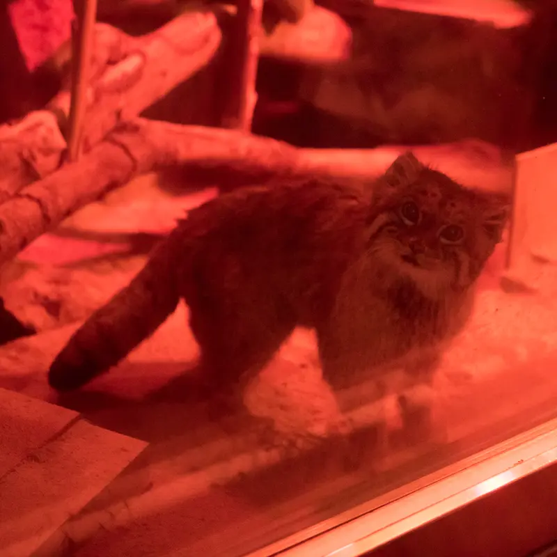 A photograph of Naim in Ueno Zoological Gardens