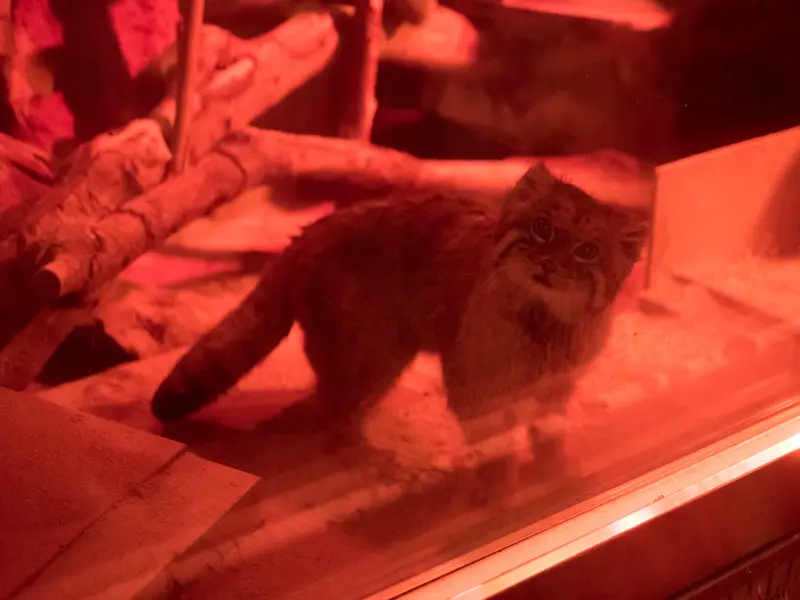 A photograph of Naim in Ueno Zoological Gardens