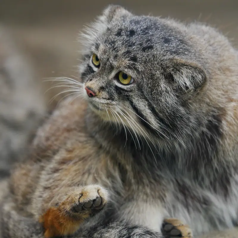 A photograph of Nar in Kobe Animal Kingdom