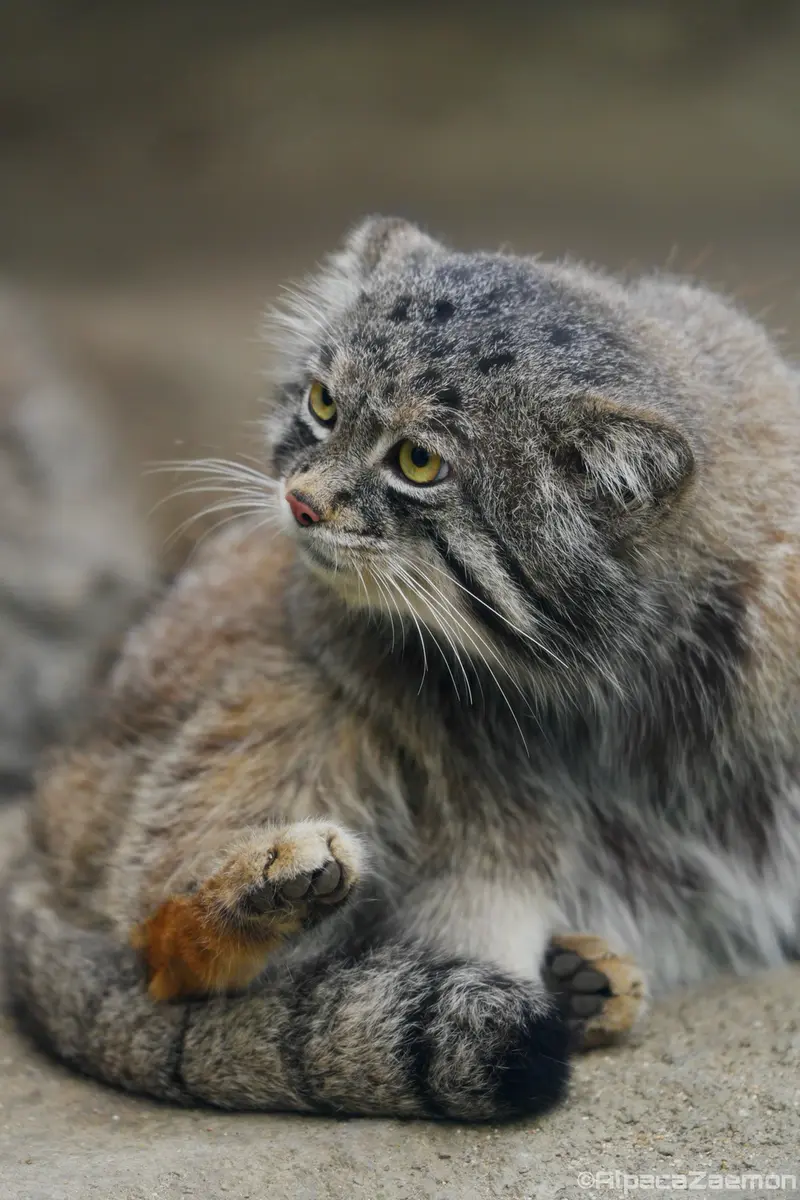 A photograph of Nar in Kobe Animal Kingdom