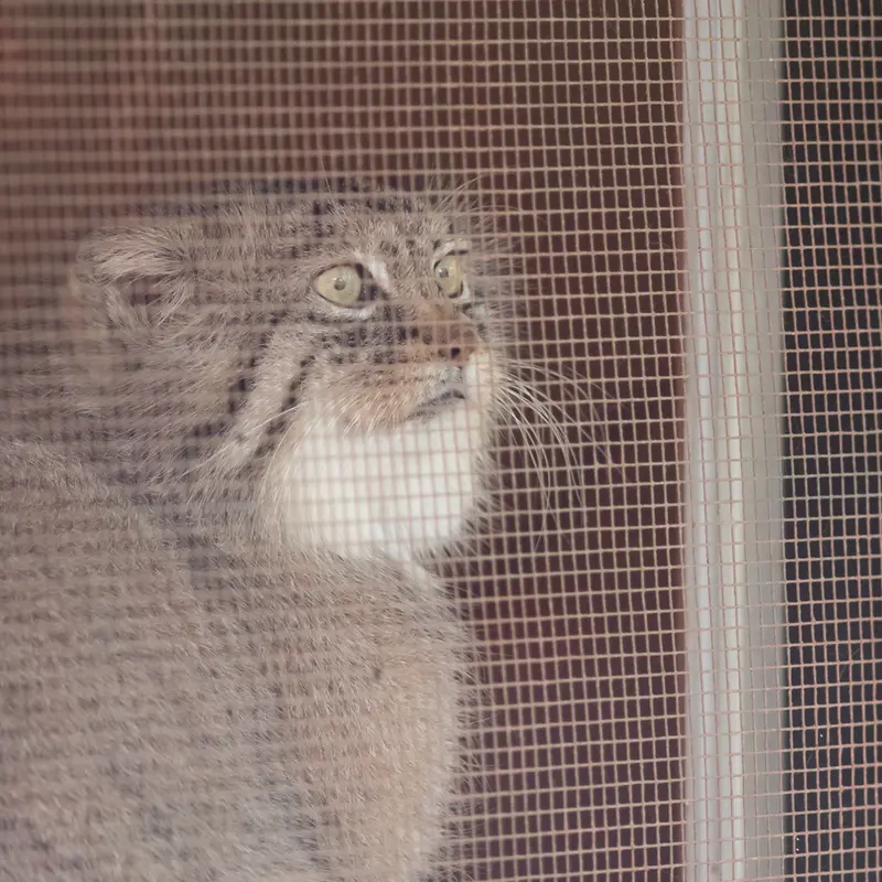 A photograph of Lotos in Saitama Children's Zoo