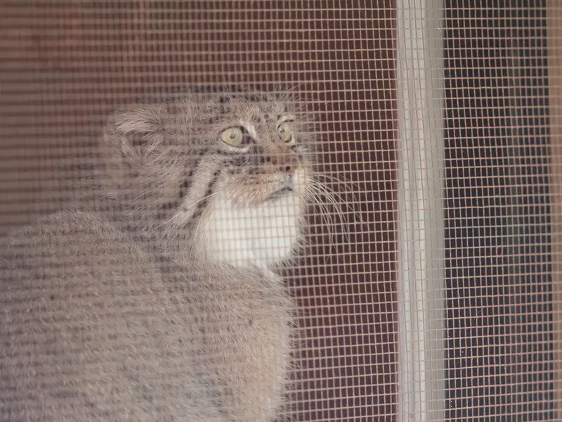 A photograph of Lotos in Saitama Children's Zoo